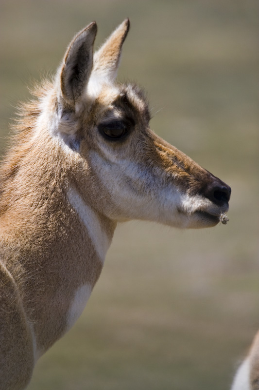 Pronghorn